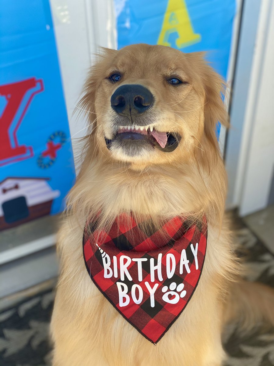 Its  #NationalDogDay here's a bunch of dogs celebrating their birthday (THREAD) Bandanna