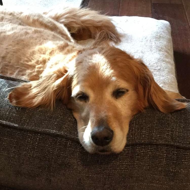 Shelby Garrison's dog stays slept on!

#BattleBorn // #WeAreNEVADA