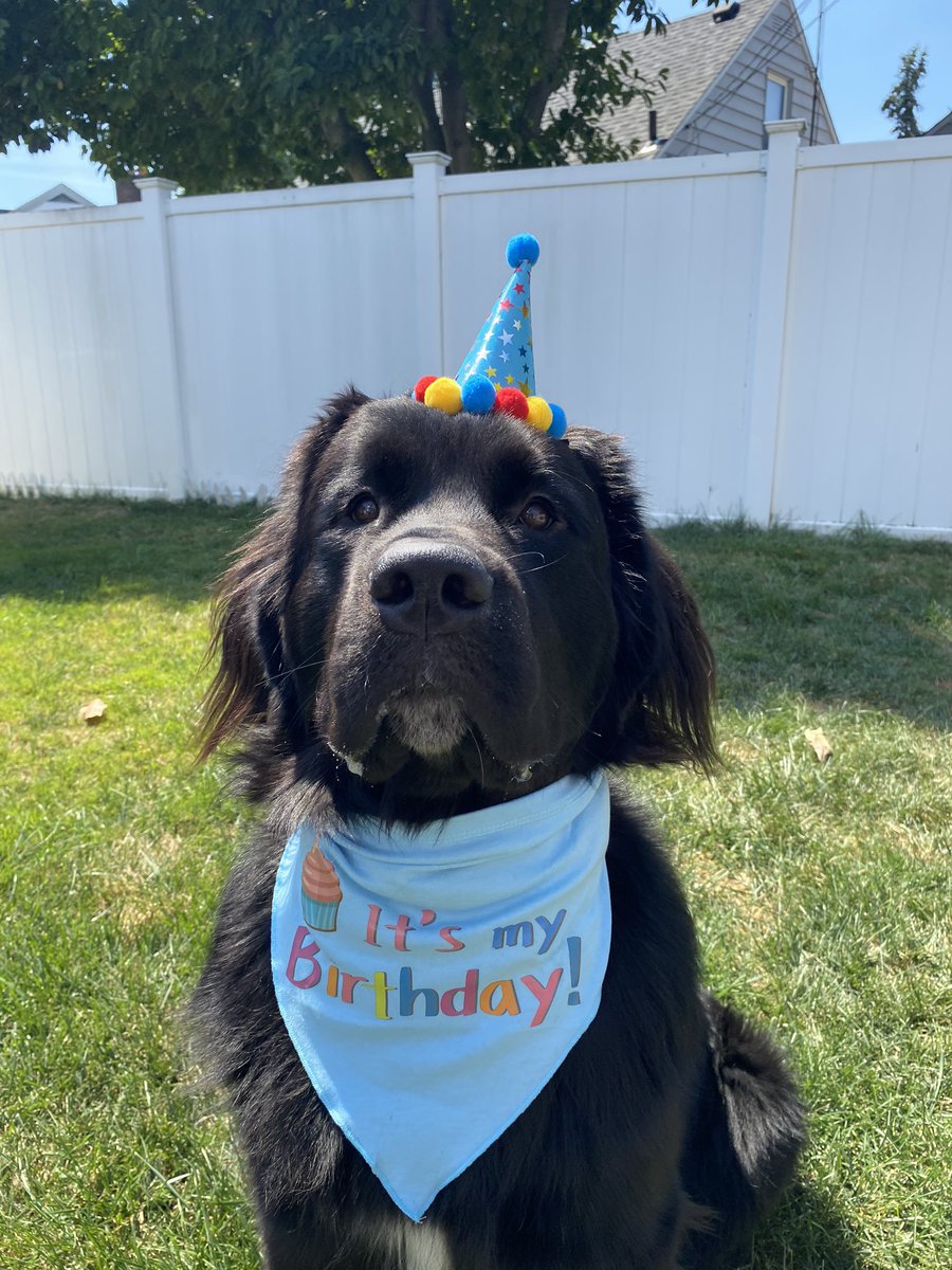 Its  #NationalDogDay here's a bunch of dogs celebrating their birthday (THREAD) Bandanna