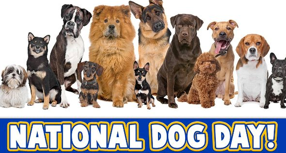 Happy #NationalDogDay!

What you do you love most about your dog(s)? We'd love to hear it.