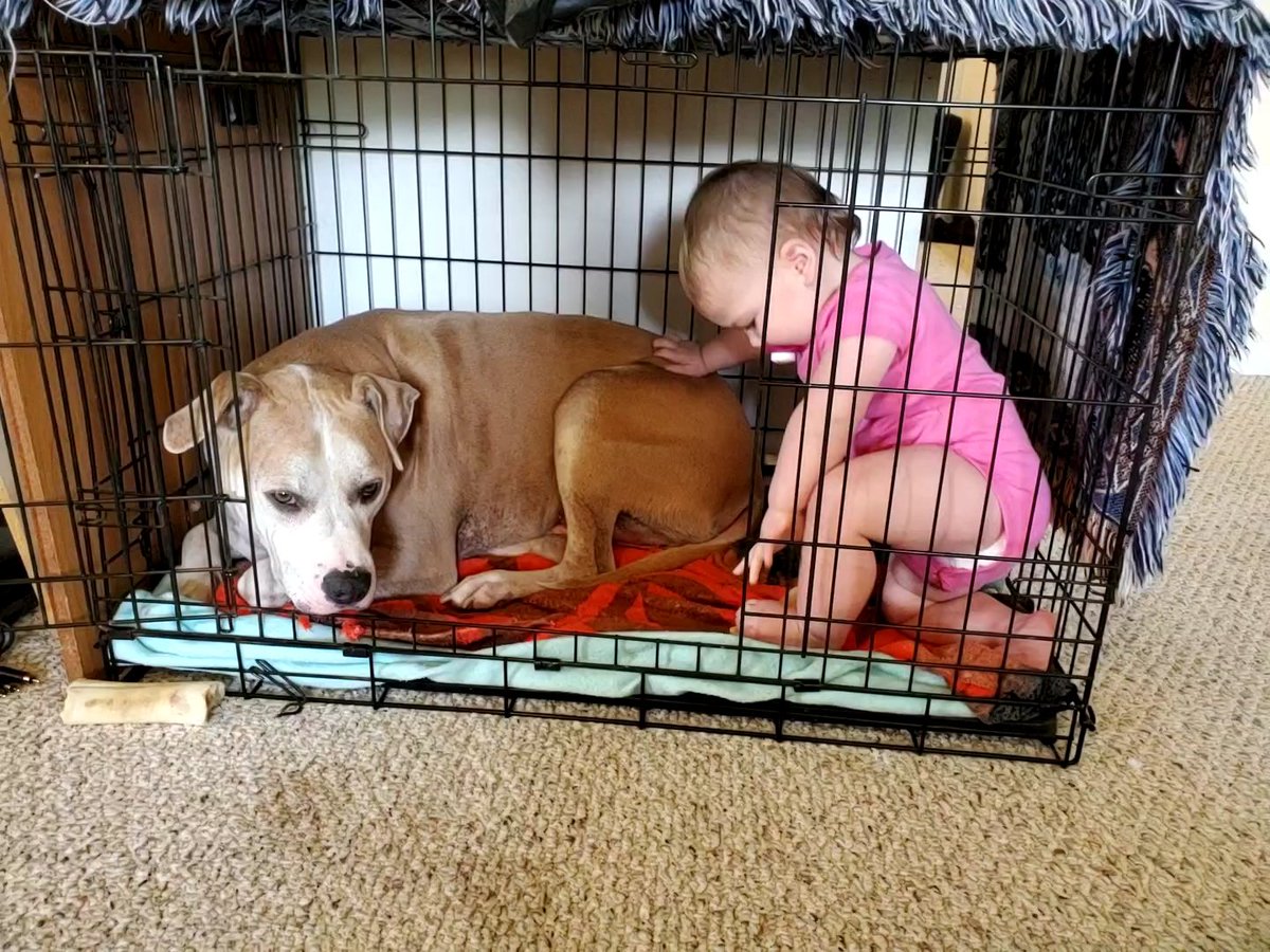 AprilMComstock's tweet photo. @dog_rates Big brother Ranger! https://t.co/Zqmt3sy5NB