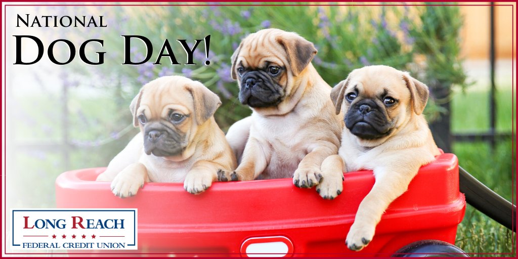 longreachfcu's tweet photo. You can't buy #Happiness, but you sure can rescue it! 🐶 Happy National #DogDay to all of our #Puppy lovers! ❤️ The bond between a human and a dog is "fur" real. Without it, life would be a lot more "ruff." 🐾 Go out and give your furry friend a BIG hug today. 🤗
#DogLife #LRFCU https://t.co/CQvxJpsAlU