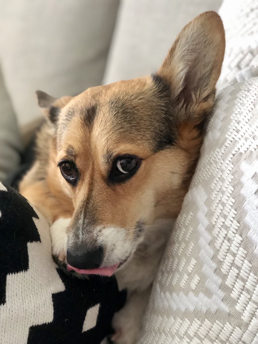 CarliewithIE's tweet photo. @dog_rates https://t.co/znleqFtbmS