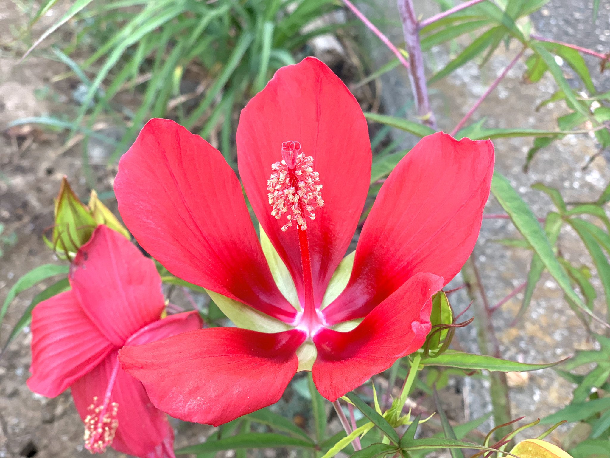 三浦半島が大好きだ おはようございます いつも海なので 今朝は花を 秋桜に女郎花 朝顔にハイビスカス 蒸し暑い朝ですが 花たちに癒されました 今朝の花 三浦半島 T Co 60zrmpbkki Twitter