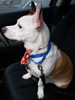 BCMorinauthor's tweet photo. @dog_rates This is our rescue Max! He's a 3 yr old American Bulhuahua and the goodest of boys! He felt very handsome with his tie and also likes to beat you to the bed to cuddle. https://t.co/2iAkwp7mXL