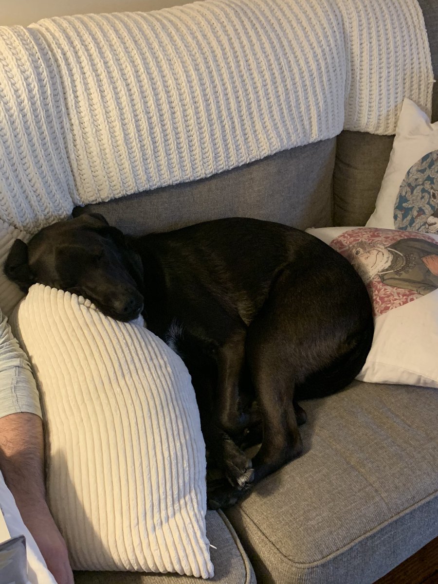 KARupert's tweet photo. @dog_rates This is Rebel. He cannot possibly sleep without pillows (and a blanket). Naps are life. https://t.co/1HztCj2Gri