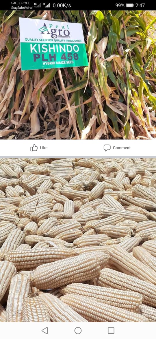 PealAgro's tweet photo. Why Kishindo?
1. Double cobber
3. Semi-dent(Flint) good for roasting and floor extraction rate. 
4. Grain with high bulk density. 
5. Three way cross.
6. Disease tolerant. 
7. Early maturing between 90 to 100 days. 
8. Drought resistant. 
9. High yield of 40 to 45 bags per acre. https://t.co/f4T0KQoWza