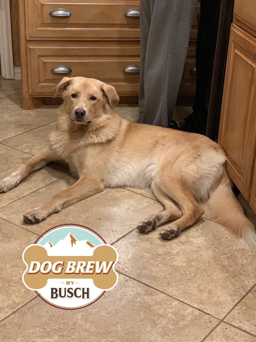kylewinkler12's tweet photo. Goose does require a large dog bed! #BuschDogBrew #Sweepstakes @BuschBeer https://t.co/2uTCtADfXt