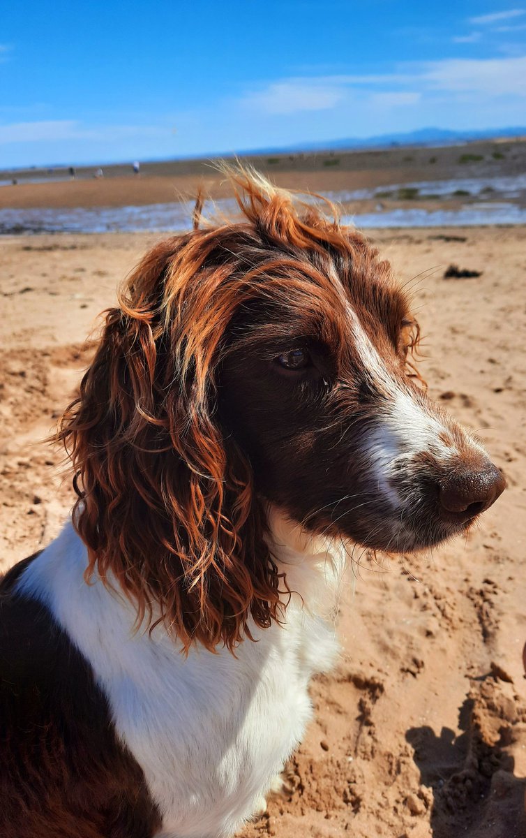 Any excuse to post a pic of a Macrebur pooch... Here's Brodie (again) taking a well earned break from his security duties! #InternationalDogDay