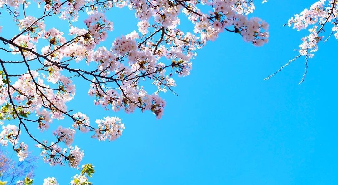 pretty flowers   #8photos