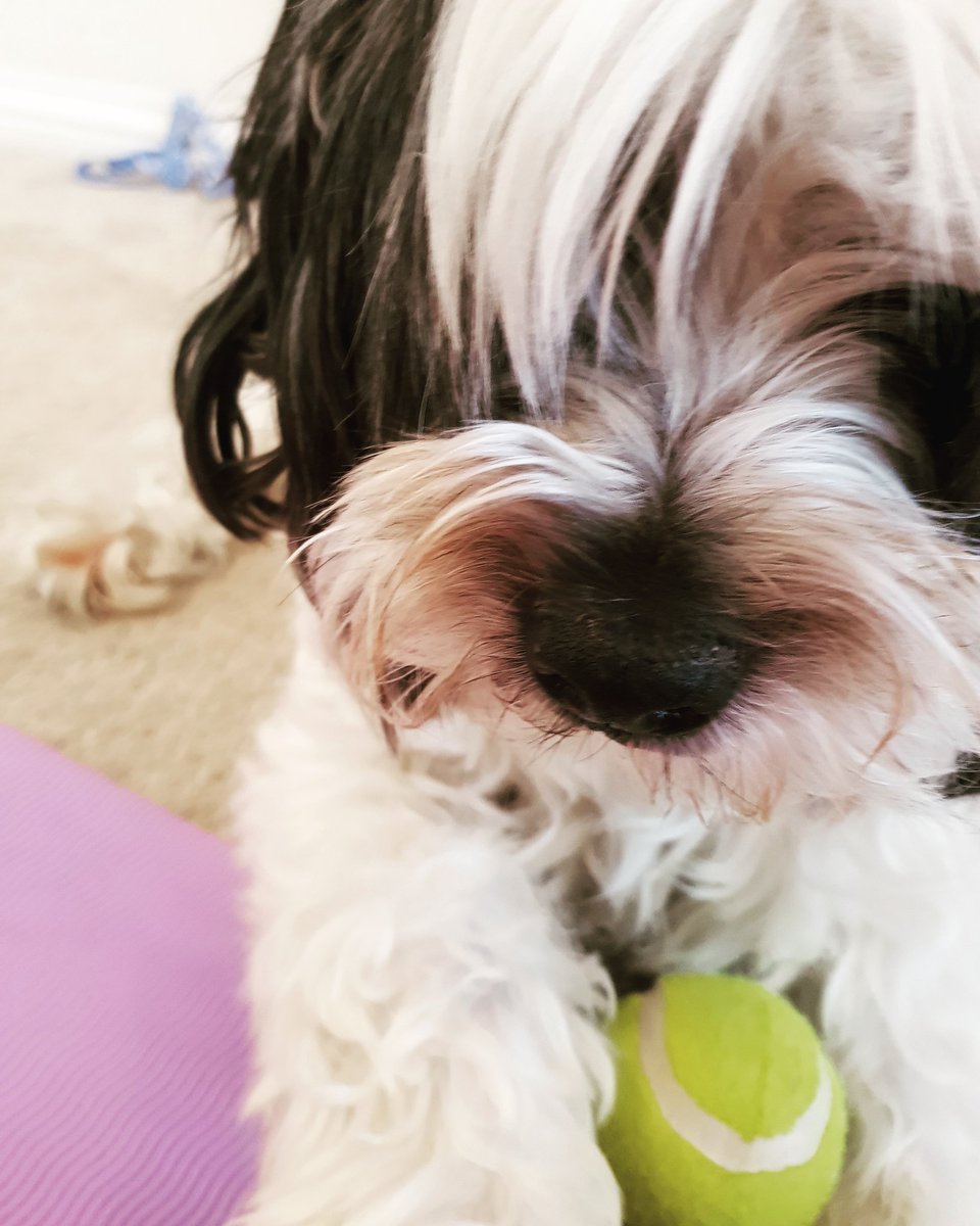 Happy International Dogs Day To My Gorgeous Boy. Still with us at 17 years old 😍