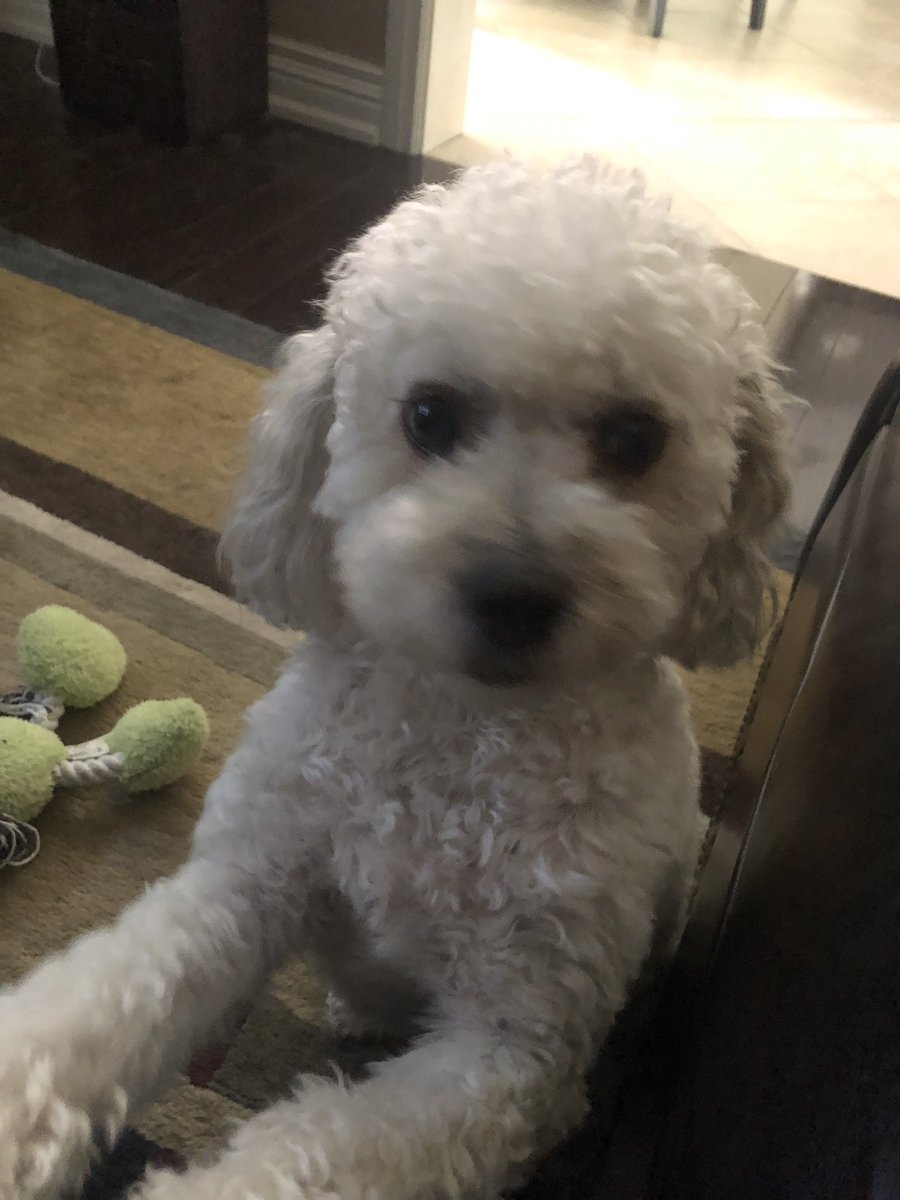 LisaFreid1's tweet photo. #NationalDogDay https://t.co/CeHV7V1Ykv