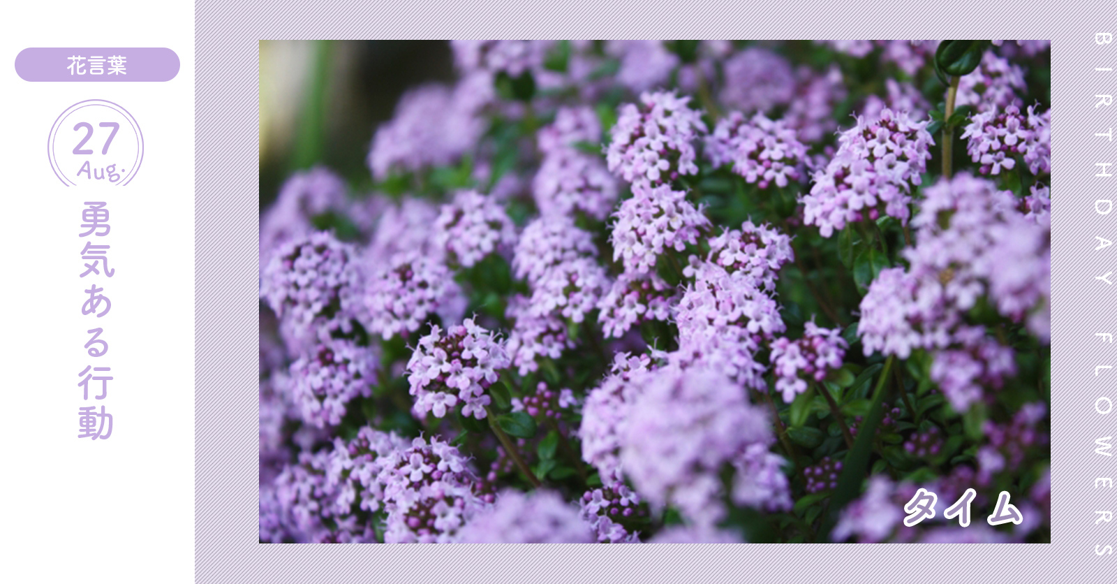 花キューピット I879 Com 公式 8月27日の誕生花 タイム お誕生日おめでとう 花言葉 は 勇気ある行動 肉や魚介類のくさみを消すハーブとして有名です あなたはこんな人 特殊な分野で才能を発揮するタイプ 同じ誕生日の有名人 剛力彩芽 花キューピット I879 Com 公式 8月27日の誕生花 タイム お誕生日おめでとう 花言葉 は 勇気ある行動 肉や魚介類のくさみを消すハーブとして有名です あなたはこんな人 特殊な分野で才能を発揮するタイプ 同じ誕生日の有名人 剛力彩芽