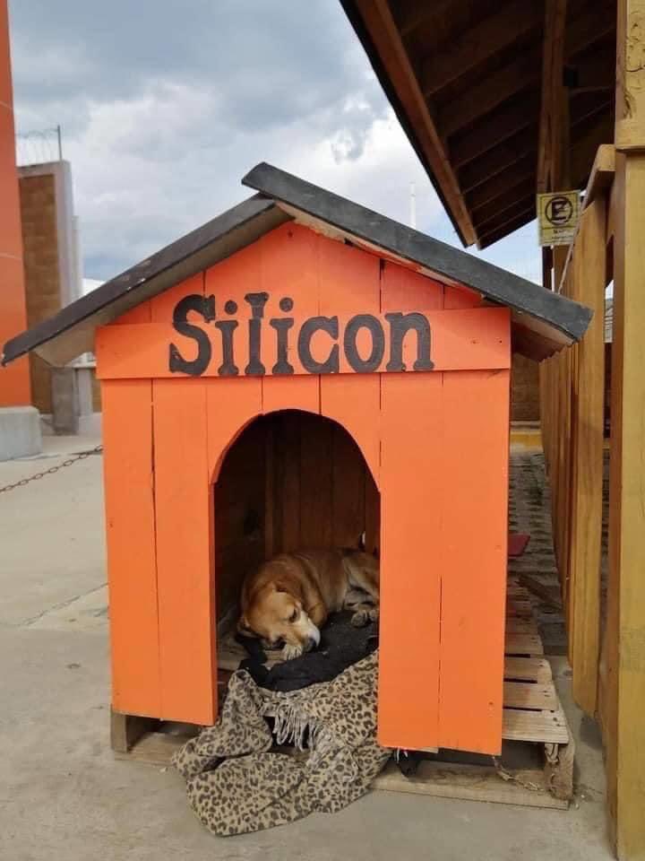 This Home Depot associates from a Mexican store adopted this dog as part of their team, they even built him a house, and named him “Silicon” our company is great, but our associates make it greater. #homedepotmexico #bleedingorange #respectforeveryone