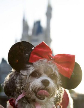 acupofcharming's tweet photo. It's #InternationalDogDay! Celebrate with these Peanut Butter Pumpkin Dog Treats that you can make at home. Here: https://t.co/0qgUz3CZFY 🦴

Lots of fun on Disney Parks Blog too! ✨https://t.co/4c3RS3JkPK 
#DisneyMagicMoments #Recipe #NationalDogDay https://t.co/BJt5EYnRc7