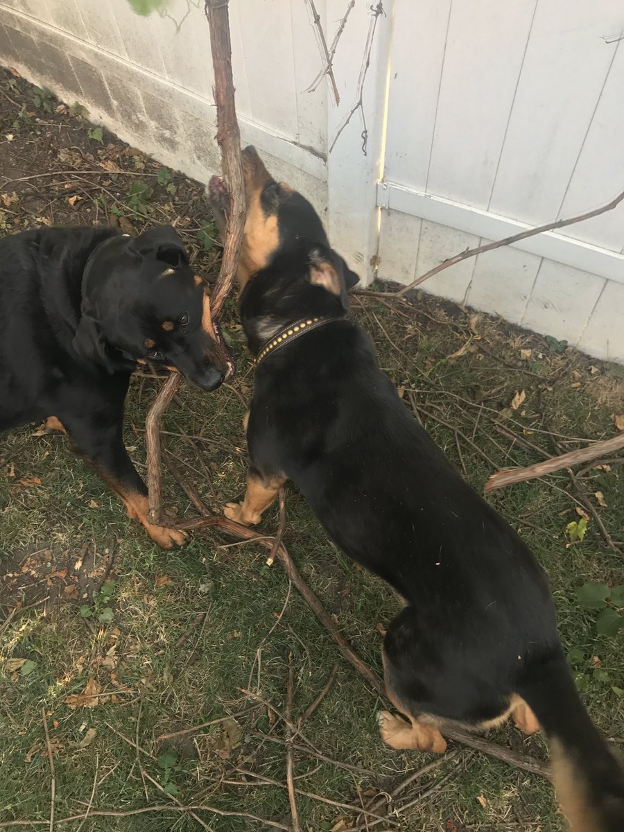 JenniferMDavis3's tweet photo. @dog_rates The Branch Manager and Assistant Branch Manager. https://t.co/YfOjyArFi7