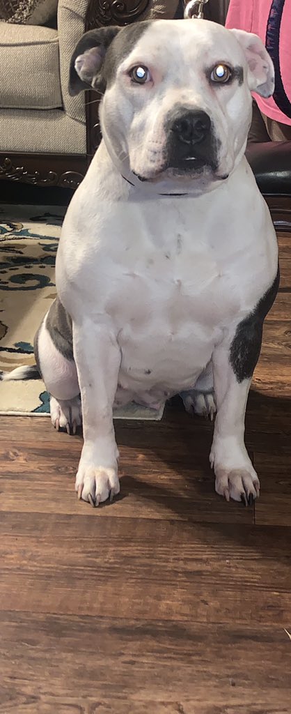 McknightTrell's tweet photo. #NationalDogDay ❤️ https://t.co/ZhcFmD9Bmx