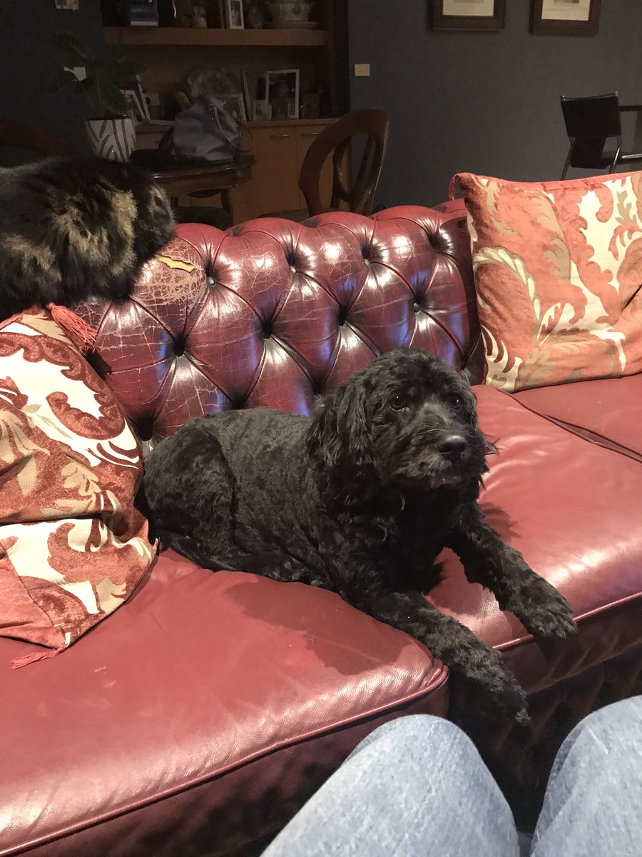 Happy international day of the dog!