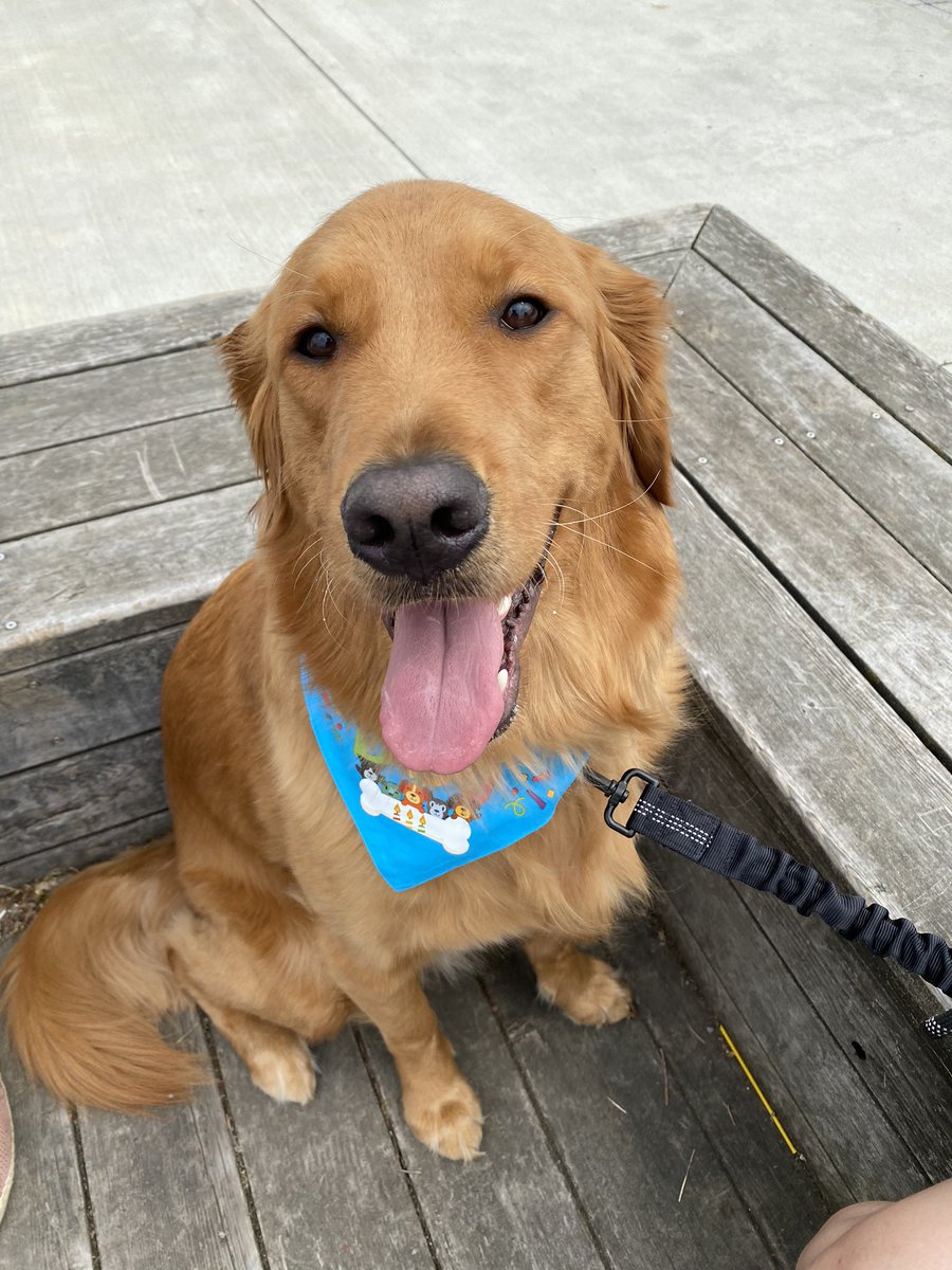 _mishm's tweet photo. @dog_rates Here’s Joy https://t.co/rPOElCebD8
