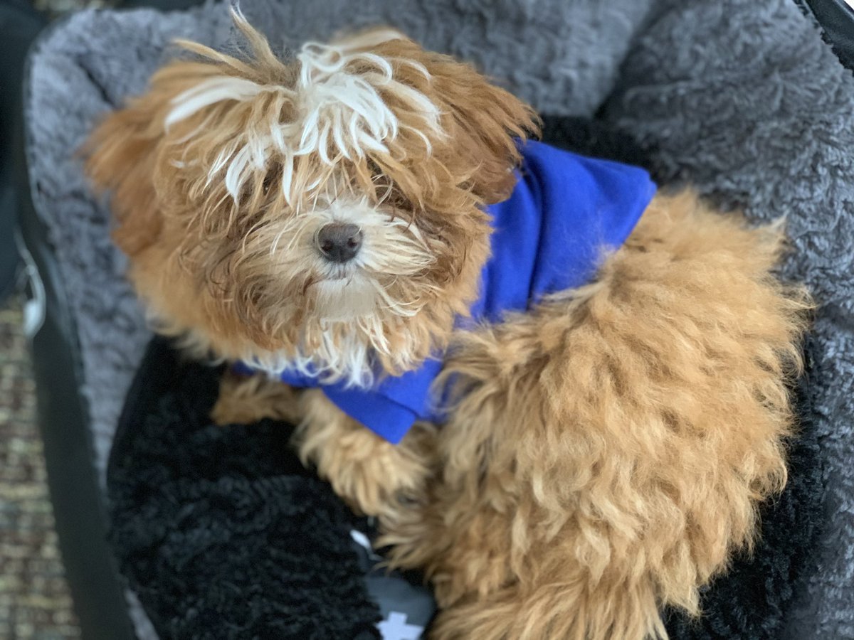 Wademaki's tweet photo. Spartan Havanese
@Uncg #uncgpets https://t.co/3yWb7sHdnT
