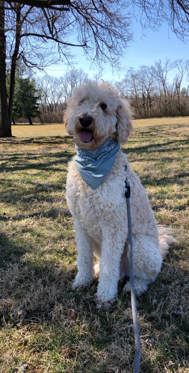 emsadowski_'s tweet photo. @dog_rates here’s my happy doggo 🐾 https://t.co/5LWsQJpNrI