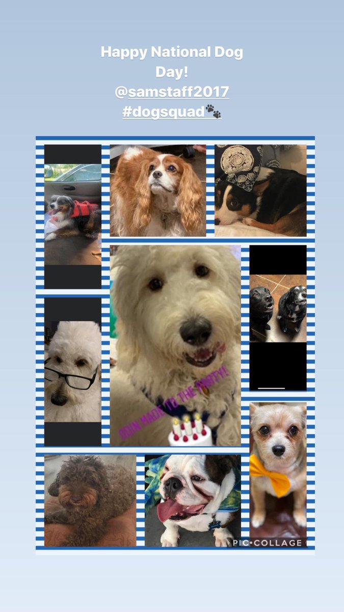 csofarrell's tweet image. We love our pets! Happy National Dog Day! 
#samstaff #dogsquad