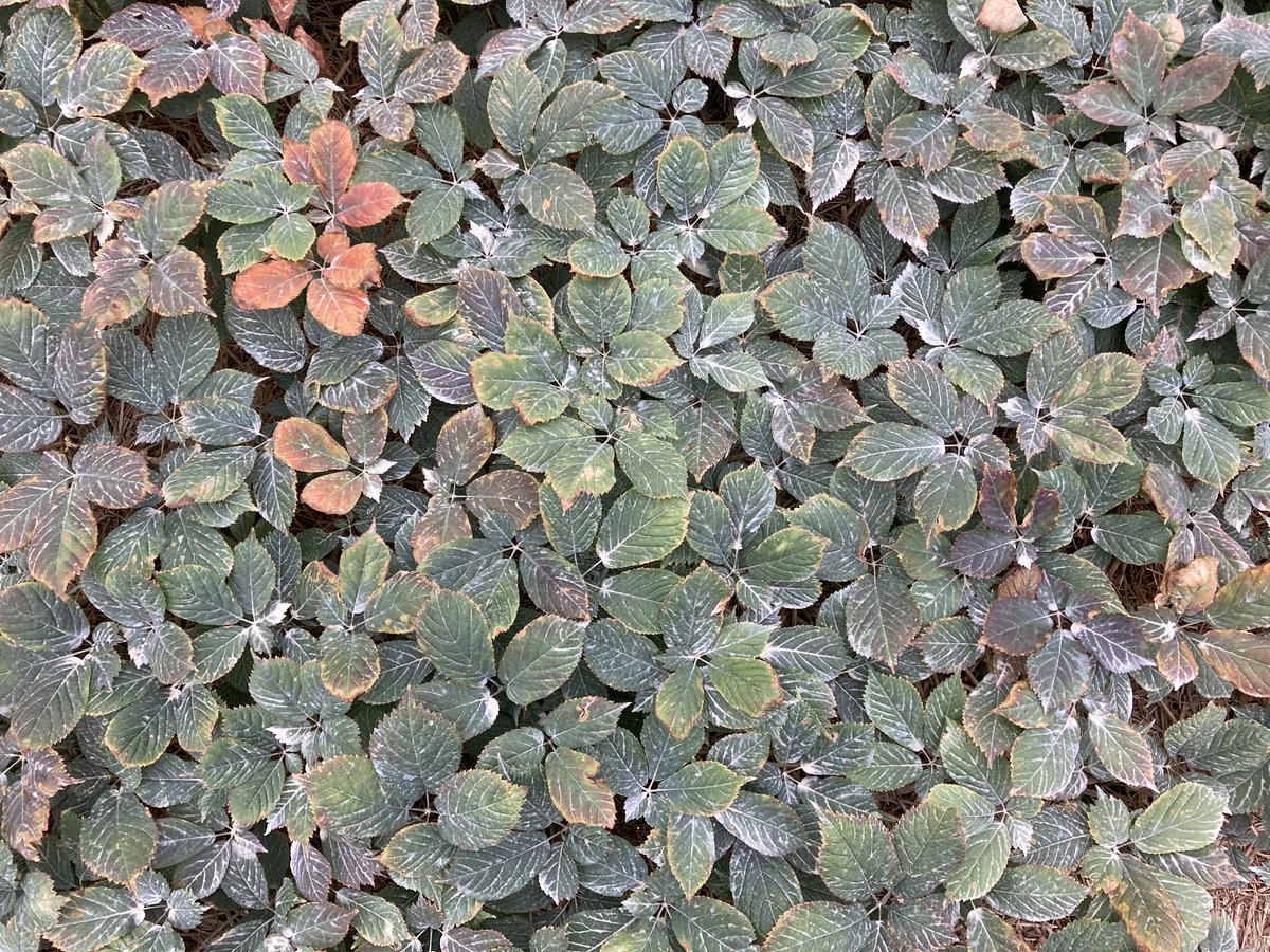One of my favourite crops at a favourite time of year. 
This beautiful crop of ginseng has many hours put into it - picking weeds, applying crop protection products, fertilizing, raising the structure and so much more. Happy to see hard work paying off! 
#ontag