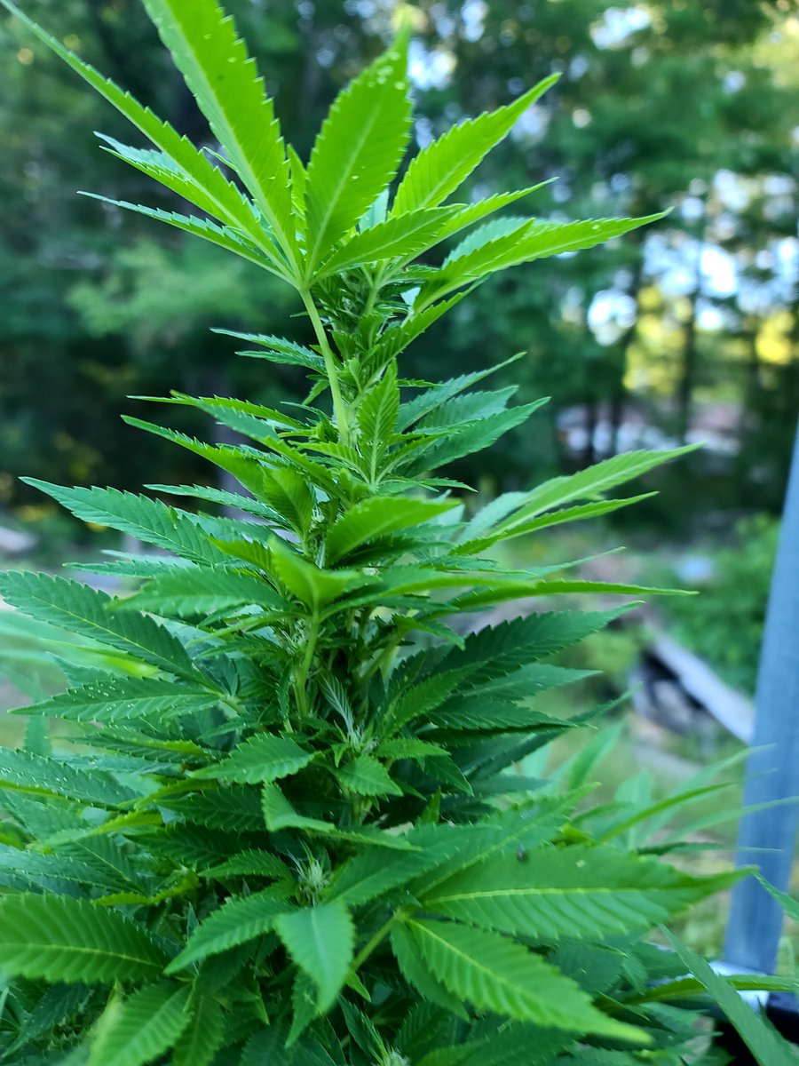 mainestonermom's tweet photo. This plant has become my new favorite & look at that top cola π π #cannabis #CannabisCommunity #marijuanacommunity #marijuana #indica #sativa #outdoorgrow #growyourown #flowering #gardening #progresspics #latlippegrowing #thctuesday https://t.co/JGCXSM79K3