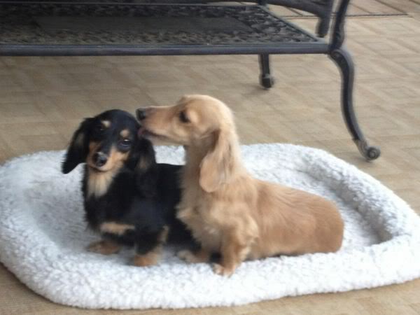 golferinatlanta's tweet photo. It's a dogs world, and they just allow us in it https://t.co/IQb2pUJzax