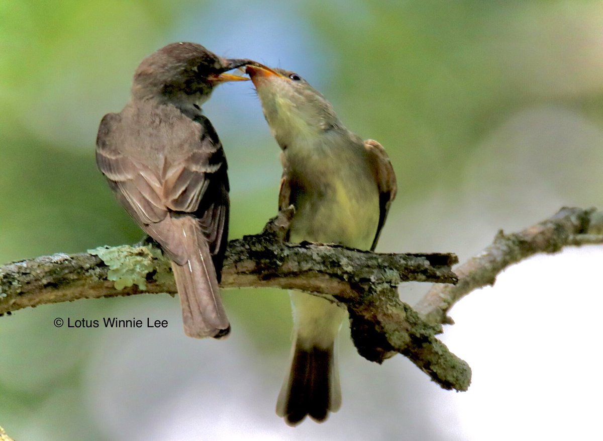 Eastern Wood Pewee parent feeding a fledgling. Have you #easternwoodpewee #birdwatching #wildlife