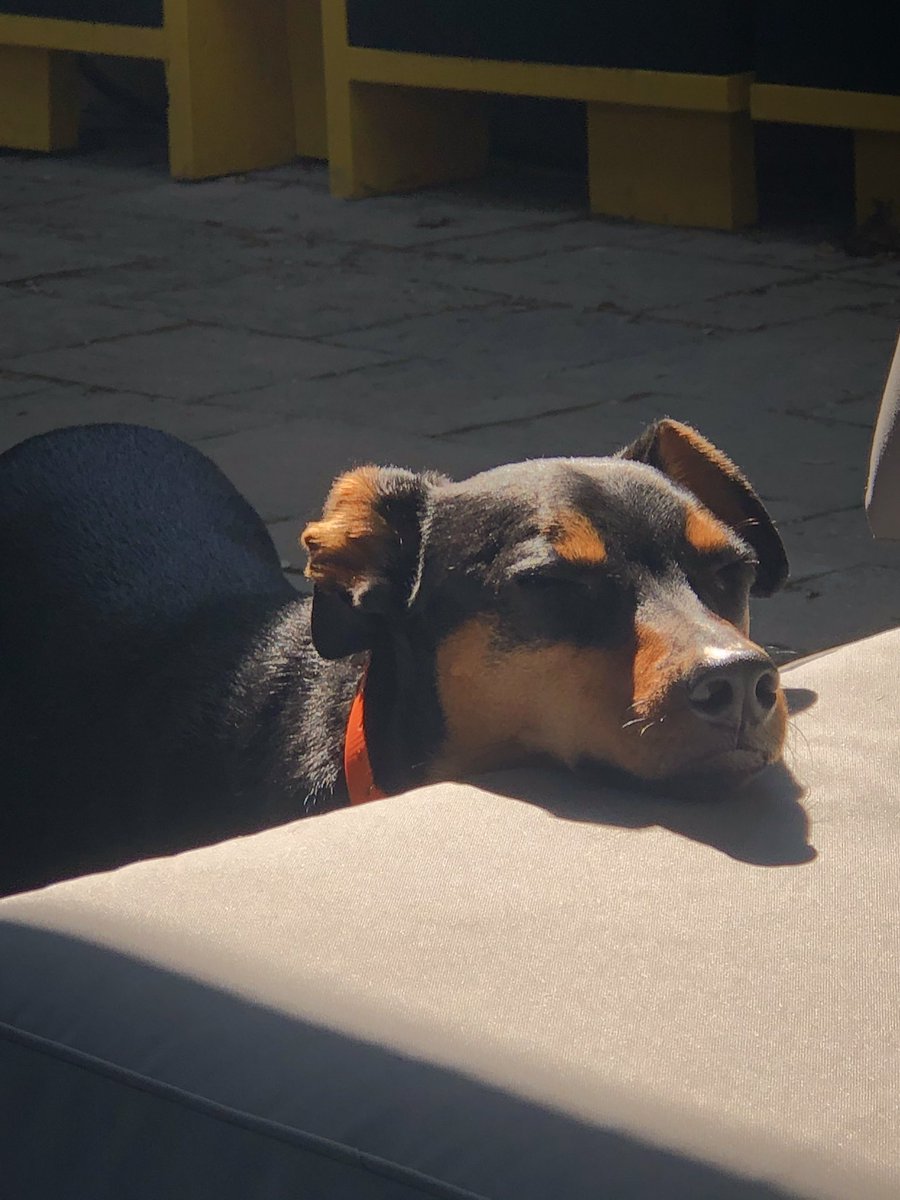 runsonyarun's tweet photo. @dog_rates https://t.co/Cda24D1dnT
