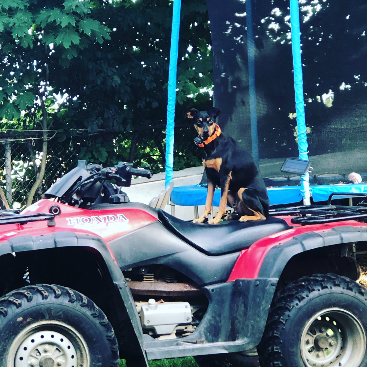 runsonyarun's tweet photo. @dog_rates Newman likes to go 4 wheeling. https://t.co/l1nzYpHG6B