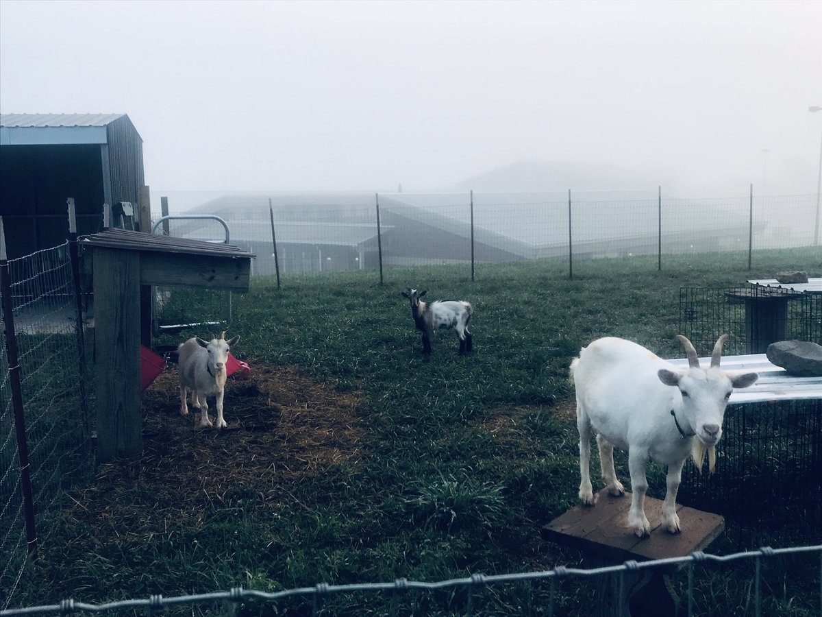 grayjeana's tweet photo. We had several visitors this morning while feeding @FLMSBraves goats. #WhateverItTakes #nowecannotcagetheturkeys https://t.co/kmqdpbZSxF