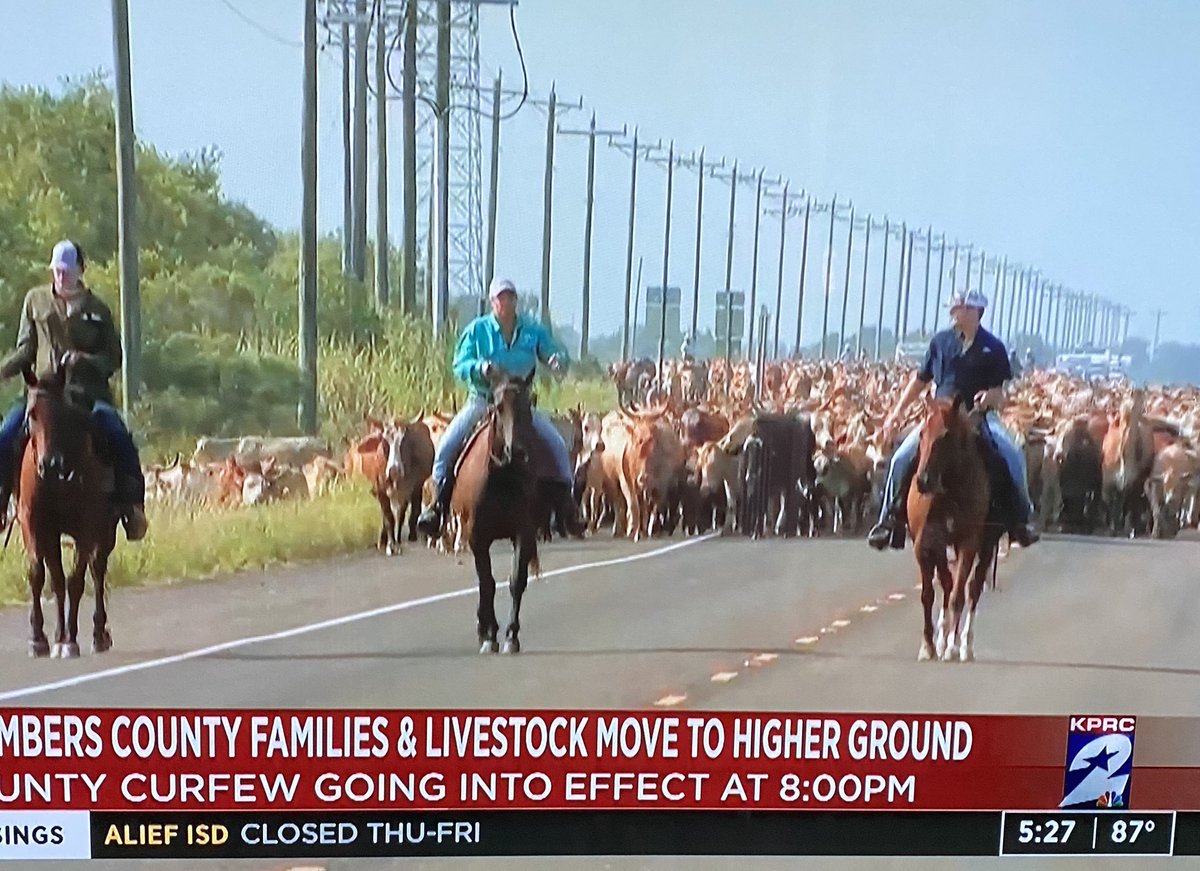 Cowboys evacuating cattle on major roads in Houston ahead of Hurricane Laura. No where but Texas! ⁦<a href="/Click2houston12/">Click2houston</a>⁩