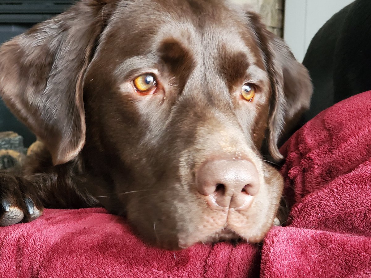 #HappyInternationalDogDay