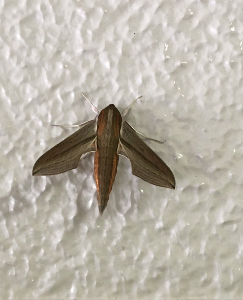 なにわエコ会議 なにわエコ会議 生物多様性 蛾 生物多様性部会より 我が家のマンションの壁にセスジスズメガ コスズメガかもしれません