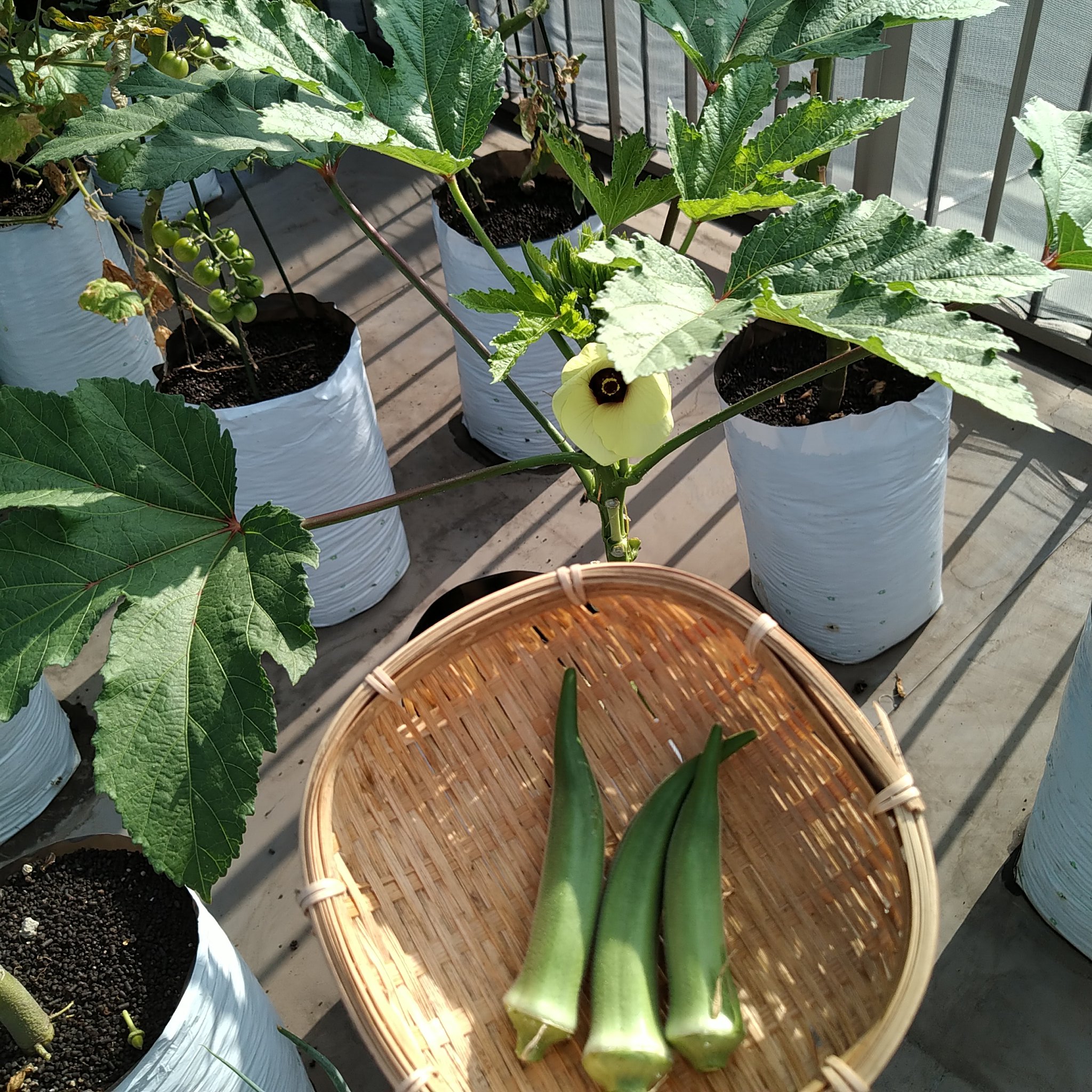 袋栽培のtheskyfarmers あと一 二回でオクラは終了 袋栽培 オクラ スムースグリーン アタリヤ Plantgrowbags Urbanfarming 家庭菜園 Kitchengarden ベランダ菜園 プランター Theskyfarmers T Co Qqyu1cs8wa T Co Zcktynjamw