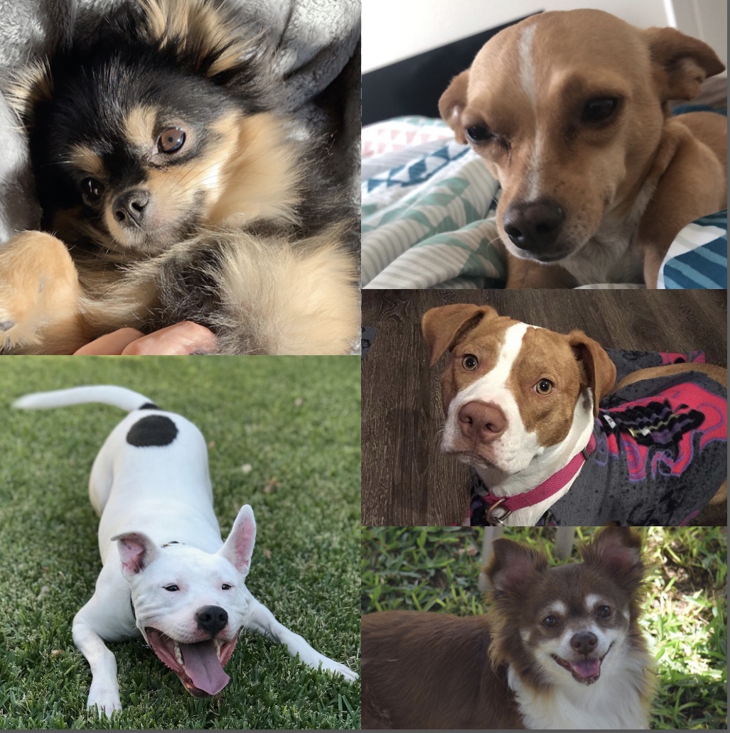 The dogs of Avenue Five Institute! (well some anyway) Happy national Dog Day!!
