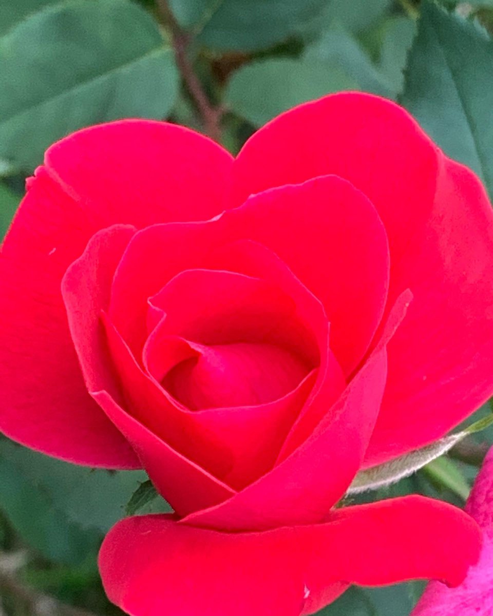 bonbonsandbooks's tweet photo. Summer roses 🌹 💗
.
.
.
.
#instagood #bestoftheday #igaddicted  #instapic #bonbonsandbooks #happycamper #puremi 💗✨ #flowers #flowerstagram #flowersofinstagram #naturephotography #naturelover #nature_perfection https://t.co/Ez0QzkJDlL