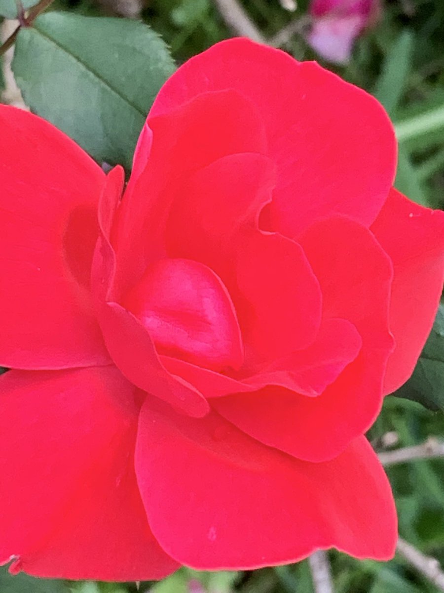 bonbonsandbooks's tweet photo. Summer roses 🌹 💗
.
.
.
.
#instagood #bestoftheday #igaddicted  #instapic #bonbonsandbooks #happycamper #puremi 💗✨ #flowers #flowerstagram #flowersofinstagram #naturephotography #naturelover #nature_perfection https://t.co/Ez0QzkJDlL