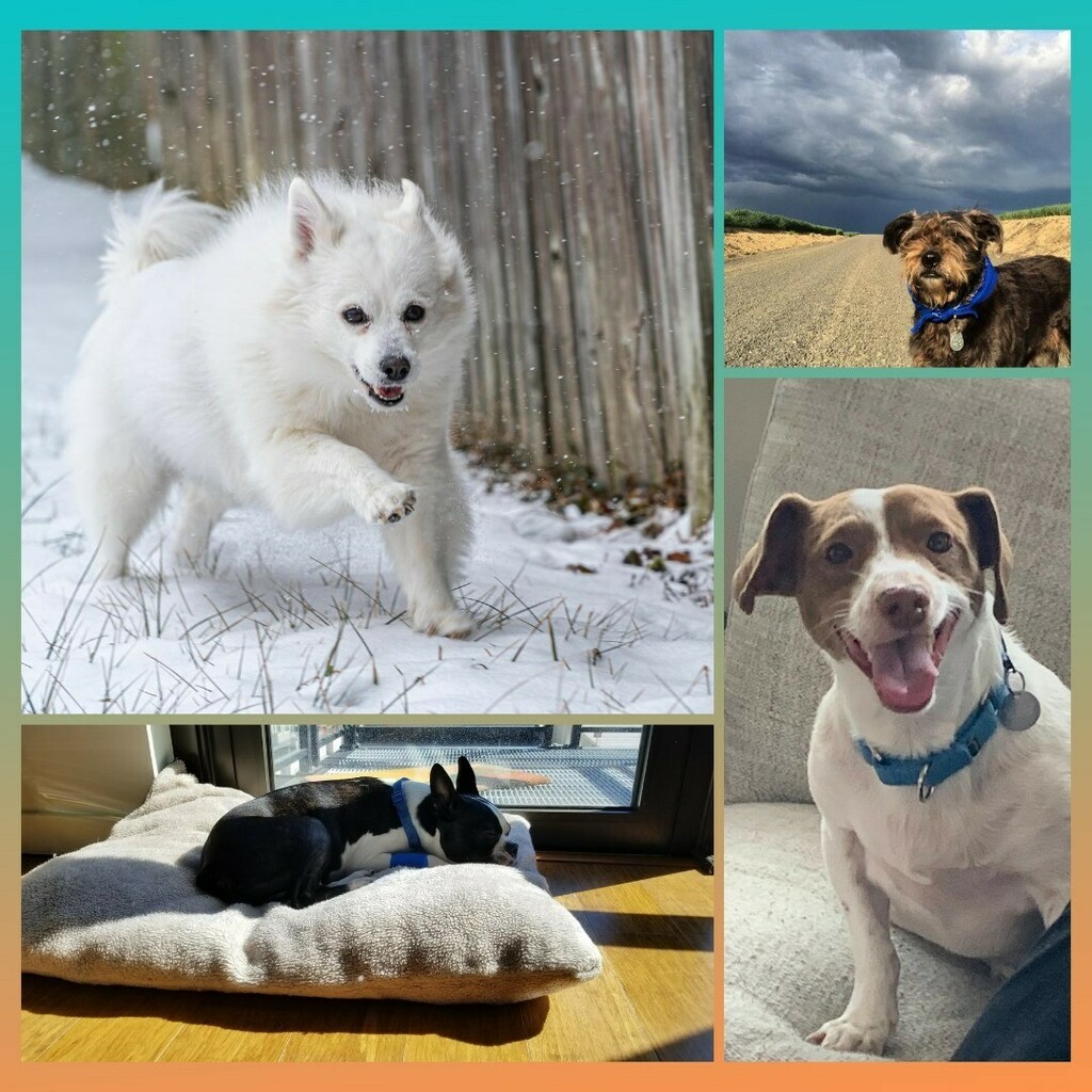 Happy #internationaldogsday from the furriest members of the Playfish Media team! 🐶