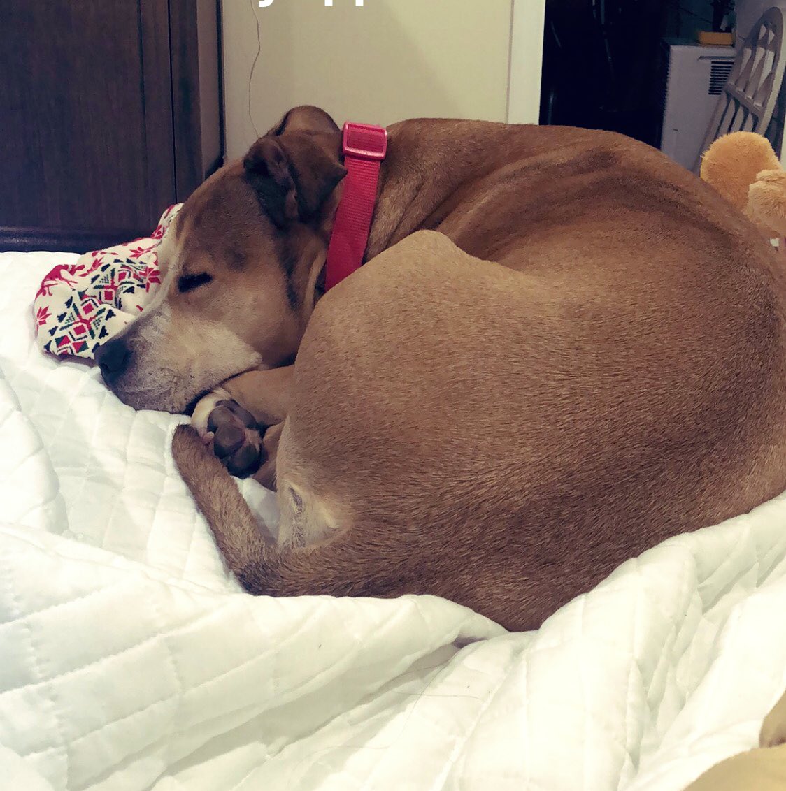 GoodGolyMsMolly's tweet photo. @dog_rates Here is a little cinnamon roll taking a nap while I was getting some work done. Her little snores are very soothing. https://t.co/WIOwpkU80y