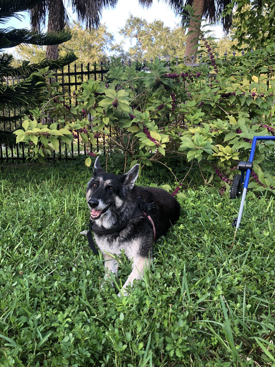 Happy #NationalDogDay to this wonderful brew hound. Cheers to Chloe!