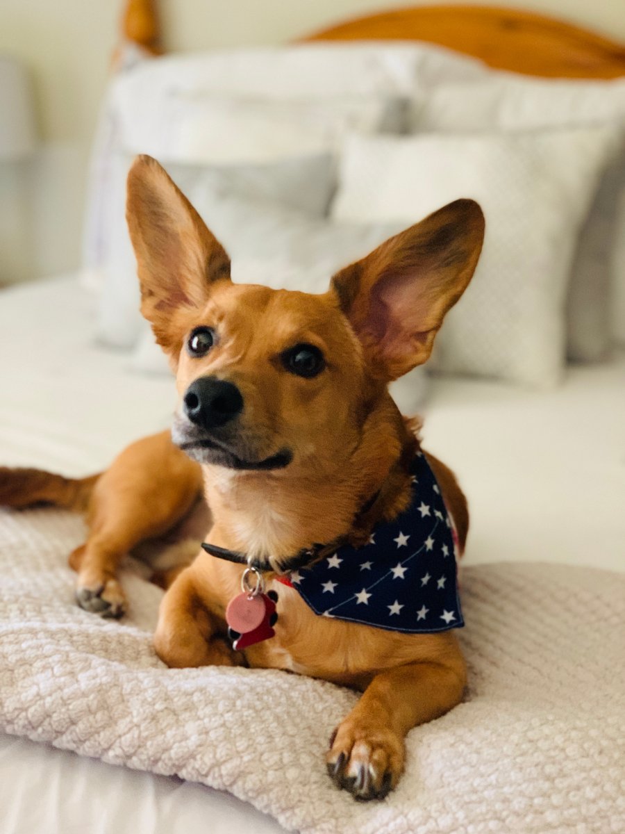 Happy #NationalDogDay!

Here's a stunning portrait of @alexis_miara 's chiweenie, Radar! 😍 🐶 

We also want to shout out @Fresno_State 's proud mascot, @VictorEBulldog 🐾❤️💙

Leave pics of your pups below! ⬇️

#dogsoftwitter #dogmom #dogdad #dogparent  #puppy #cute