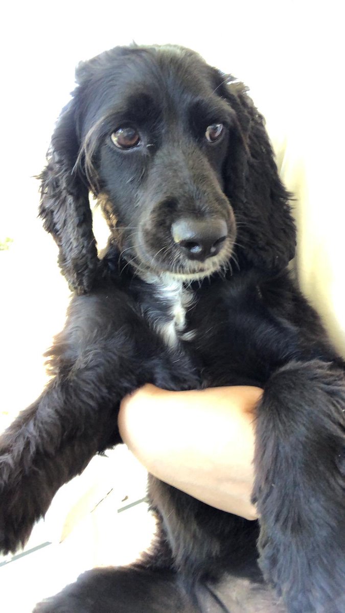 Senia Kalfa tweet media