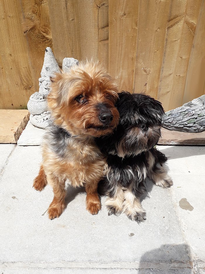 Happy National Dogs Day from my Bestest mate, Izzy Wiz and me, Bentley Bogtrotter!
Say hi, if you think this is cute!
🐕🐕🧙‍♂️