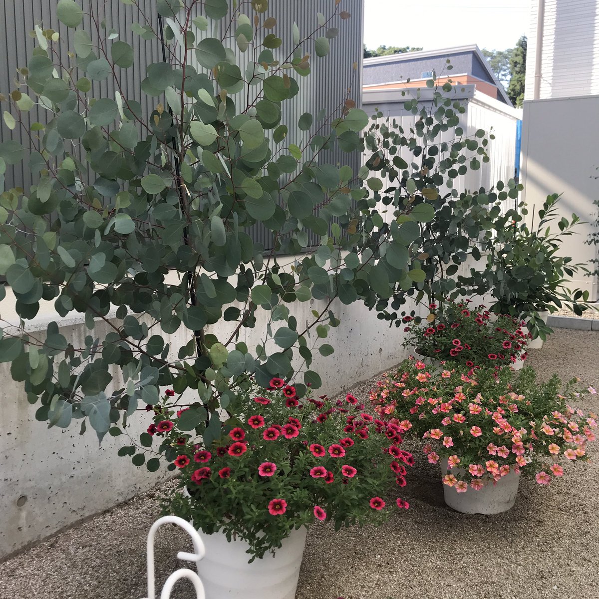 山形新聞n 東根専売所 60センチほどの苗木が4ヶ月で2メートルに迫る成長 ユーカリポポラス ユーカリグニー