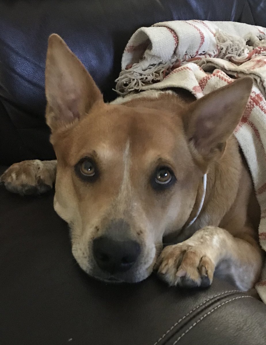 Happy #NationalDogDay to my favorite fur baby!  How can you say no to those beautiful eyes.  🐶#LifeAtDiamond