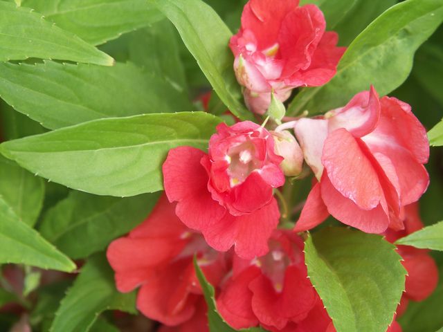 アルビオン Albion 公式 No Twitter おはようございます 今日の誕生花は ホウセンカ 花言葉は 燃えるような愛 です ホウセンカの花で爪を染めることができるそうです 赤いホウセンカの花で染めた爪からイメージして 燃えるような愛 という花言葉が
