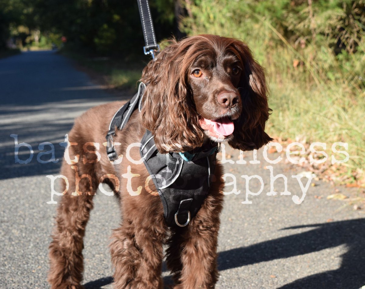 Batsto Princess Photography on Twitter "🐾🐾🐕🐶Happy national dog day! 🐶🐕